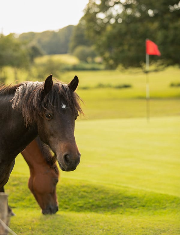 Bramshaw Golf Course - Image 10